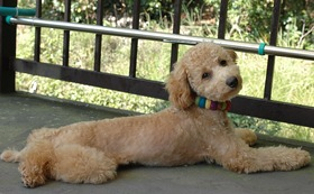 光を取り戻して、室内で元気に遊ぶ愛犬の写真を感謝のメールに添えてお送りします