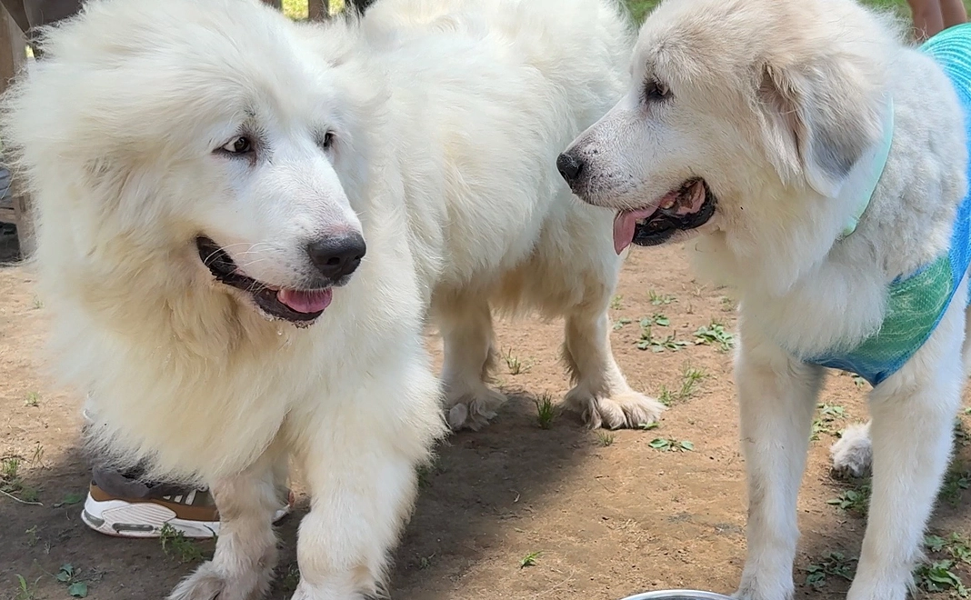ゴールドサポーター⭐︎100万円