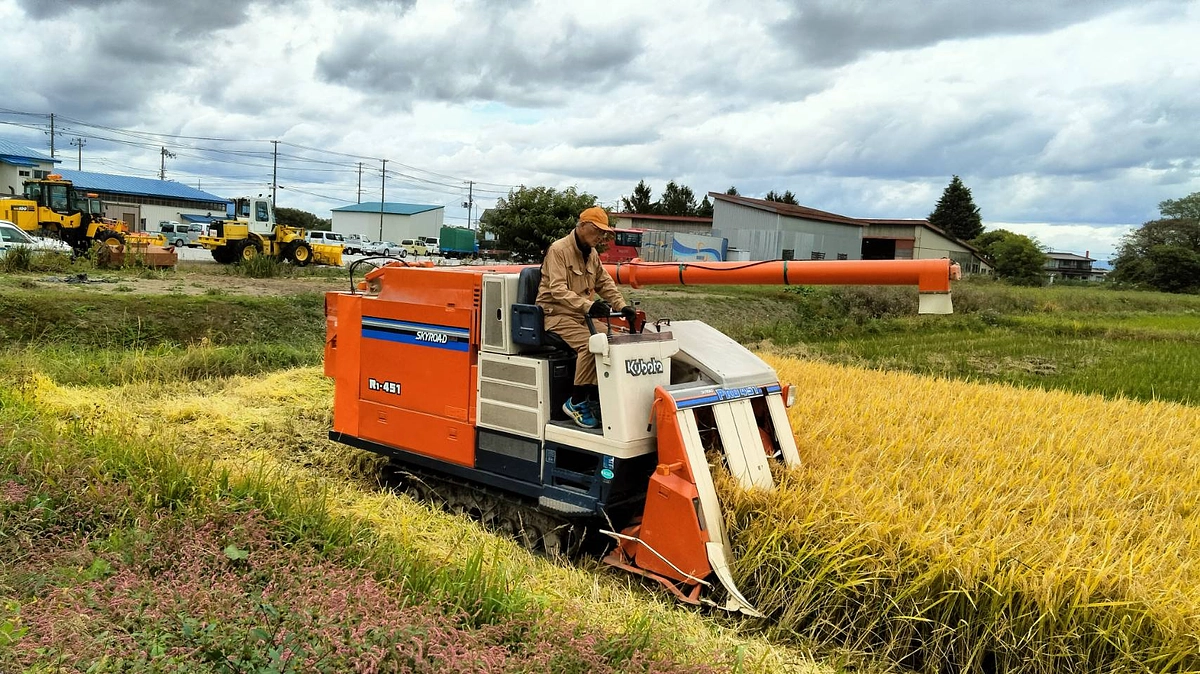 「はれわたり」の刈り取りです。