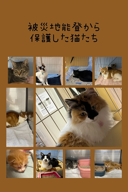 たんぽぽの里の猫達とこれから出会う猫達のために