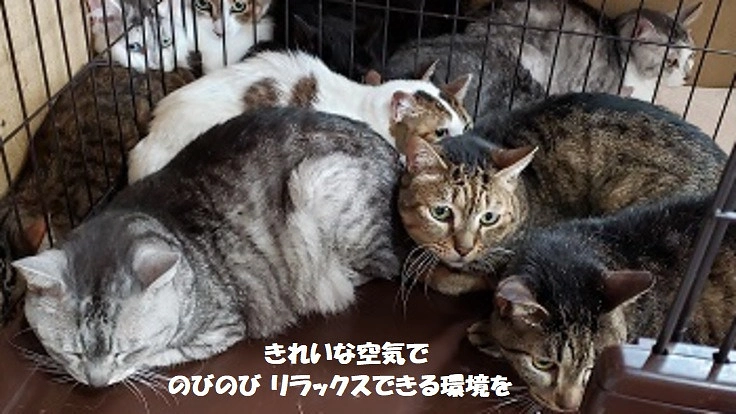 悪臭の中に８年。多頭崩壊後の高齢猫３２匹の余生。建物を修繕したい！