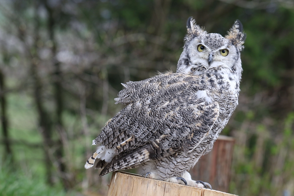 アメリカワシミミズク「イーバ」ちゃんのご紹介