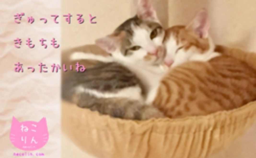 【1500円応援コース】応援ありがとうニャン！（オリジナルポストカード：ぎゅっ）