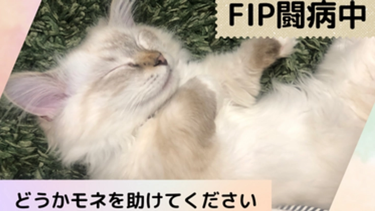 【FIP闘病中】モネの治療にどうかご協力をいただけないでしょうか