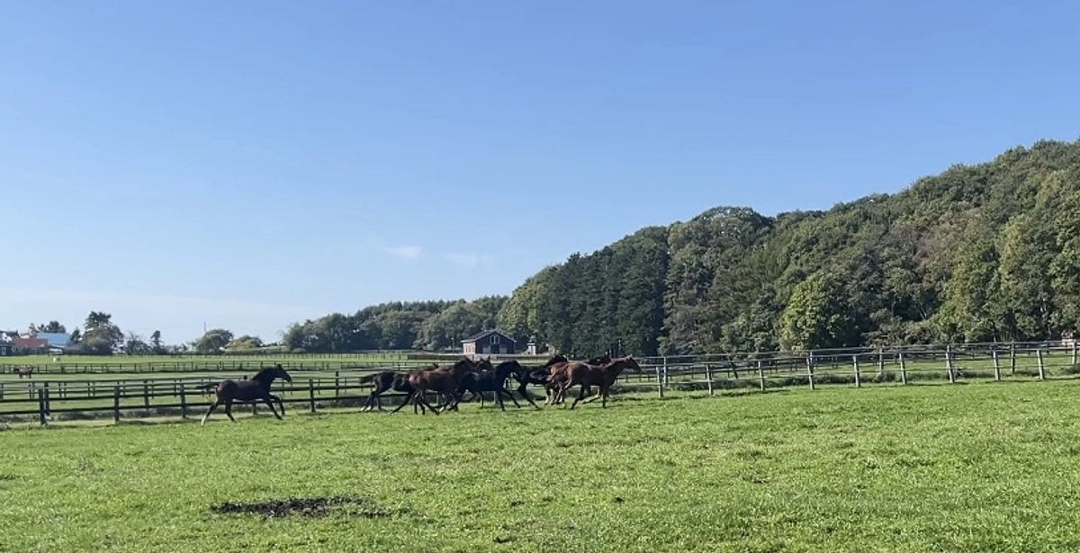 ねろコルシのチェキ