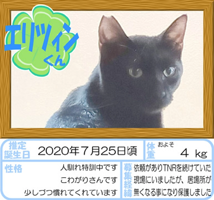 在籍猫紹介【エリツィン君】
