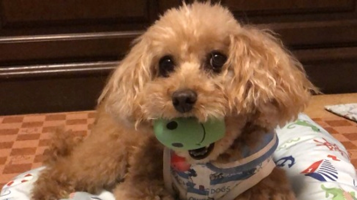 【残り12時間】シニアドッグ・サポーター第1号の保護犬、高齢の里親に譲渡し丸５年が経った今…