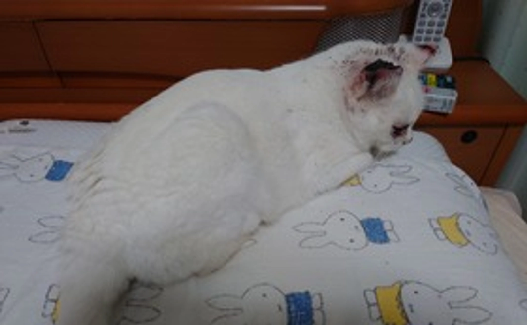 ②お礼のメール