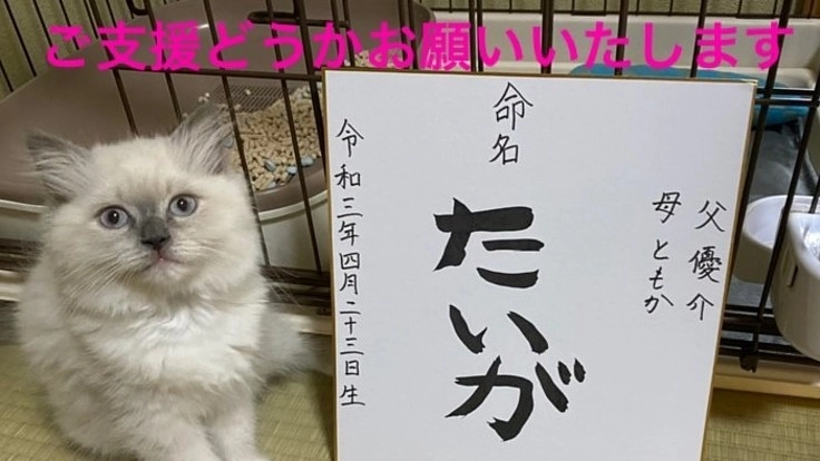 【助けてください‼】難病、猫伝染性腹膜炎(FIP)子猫の命。