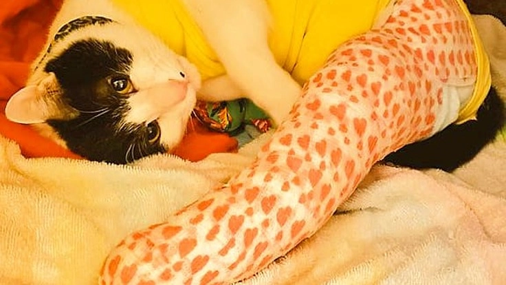 左頸骨の非開放性の斜骨折の保護猫を救う為にお力添えお願い致します！