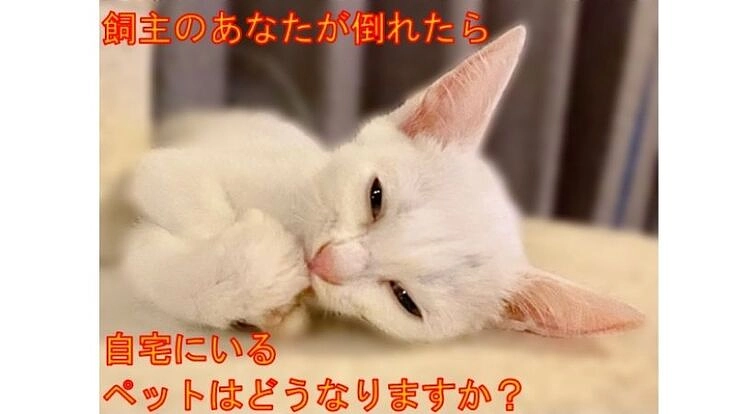 飼い主の孤独死で取り残されたペットを守るサービスを始めたい!