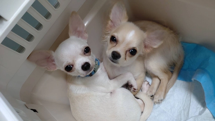 夜に聞こえる犬猫のSOSに応えたい。明日へ命を繋ぐ夜間診療所開設へ 10枚目