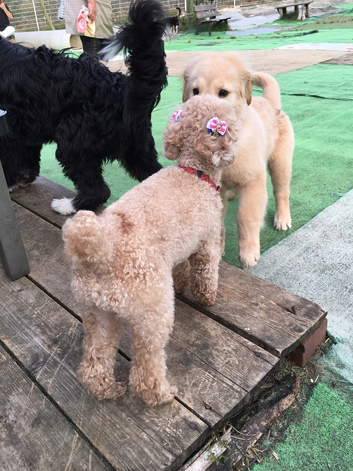 また元気に走れるように