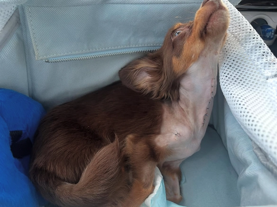 【活動報告 Vol.2】 ～ろあくん、退院しました！～