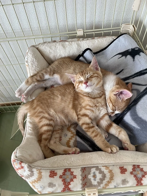 台風と共に来たお母さん猫と４匹の子猫たち