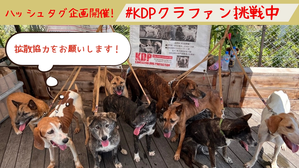 【ラスト7日の緊急企画】KDPの応援の輪を広げたい！ハッシュタグ企画を開催します！