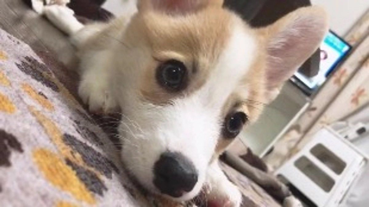 ご支援ありがとうございます！私とルウちゃんのお話しです。