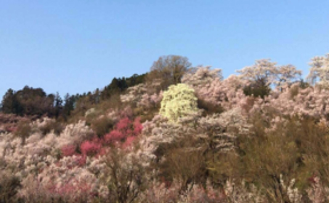 【花見山から春をお届けします】