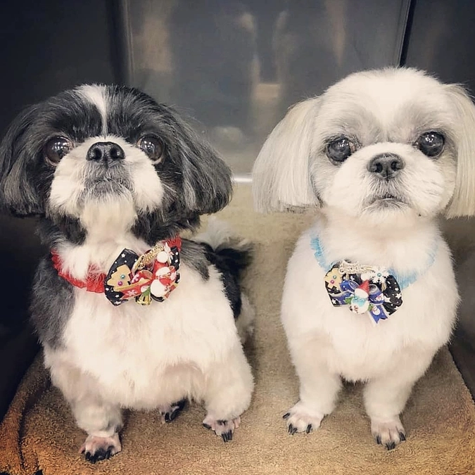 ルーシーの手術日を決めました。