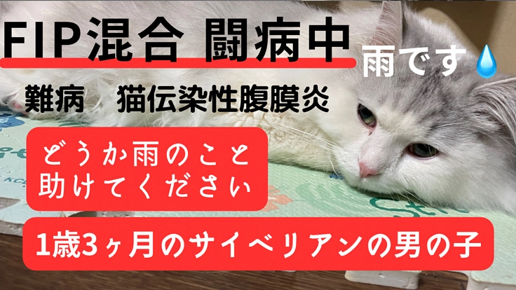 FIP（猫伝染性腹膜炎）と闘う雨くんにご支援お願いします。
