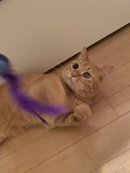 むぎちゃんの近況と焼き菓子のネット販売