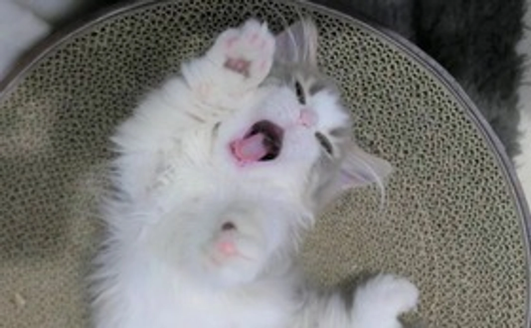 お礼のメッセージ+画像1点