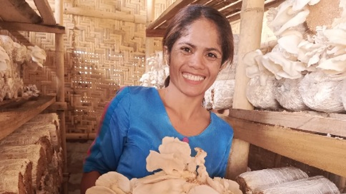 スンバ島でキノコ作りを始めました。