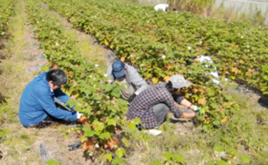 コットンボールの花束と綿摘み体験