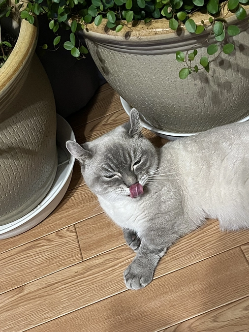 夏に向けての気圧や気温の変化