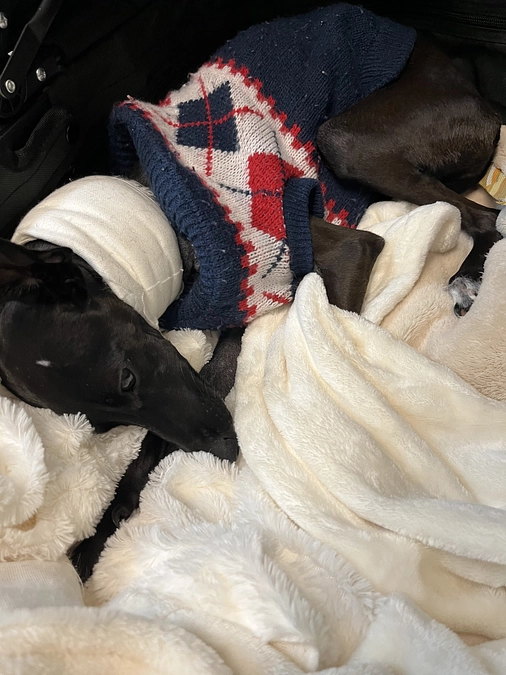 ティアラ✨カート生活②🛒