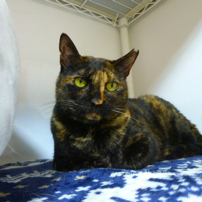 在籍猫紹介【すずちゃん】