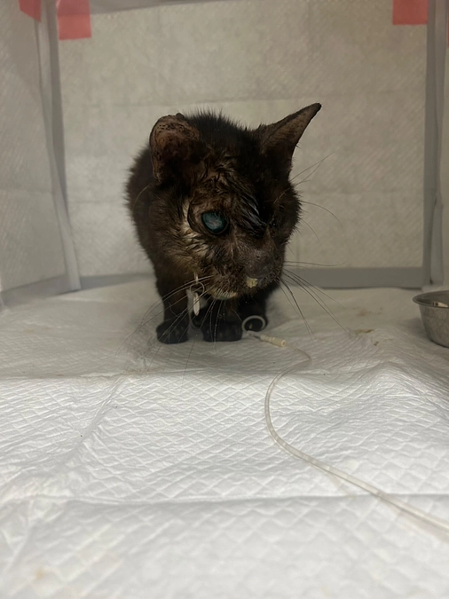 にまめくんの入院