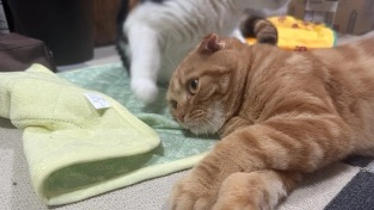 FIP経過観察27日目