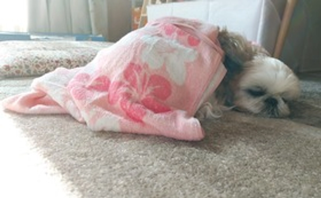 花ちゃんを助けて下さい。