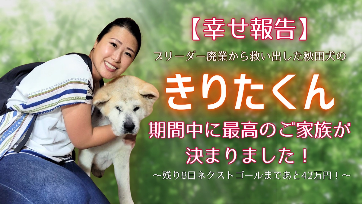 【幸せ報告】ブリーダー廃業から救い出した秋田犬の「きりたくん」。期間中に最高のご家族が決まりました！