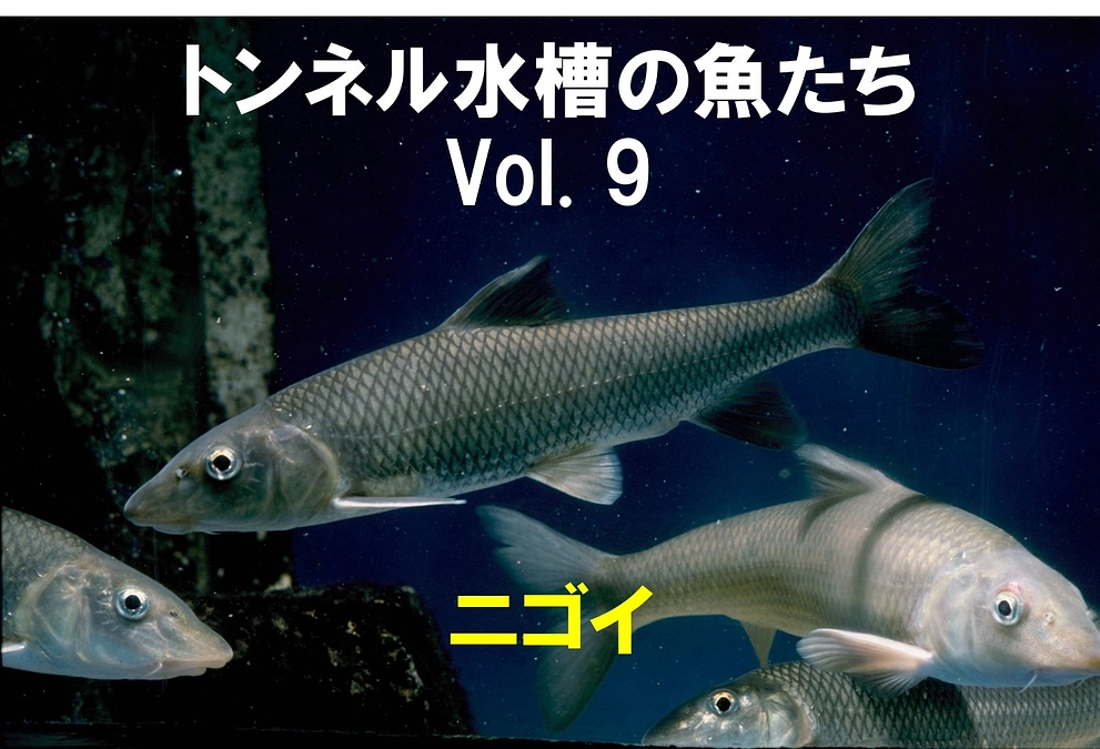 ニゴイ　～トンネル水槽の魚たち⑨～