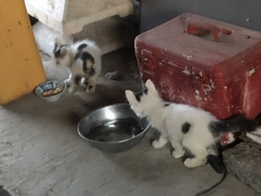 目標額達成いたしました→ネクストゴールはありません