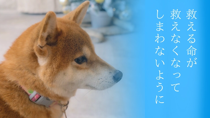 SORA小さな命を救う会|救える命を諦めない!保護犬に適切な医療を 3枚目