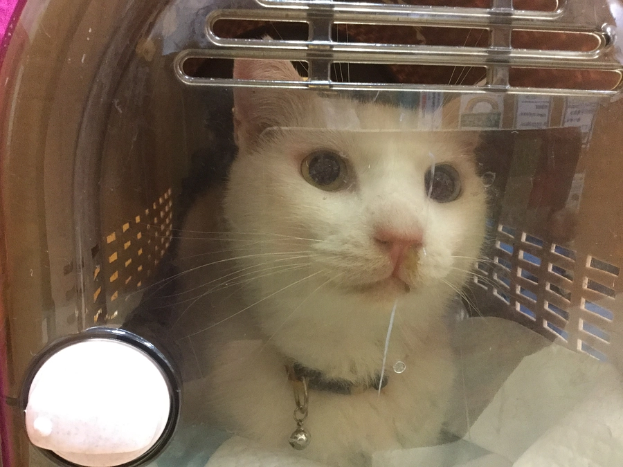 しばらく譲渡活動を躊躇する日が続くかもしれません。この冬、譲渡活動に憶病になってしまった自分がいます