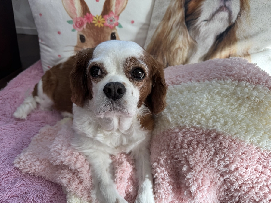 月一の心臓検診に行ってきました【49日目】