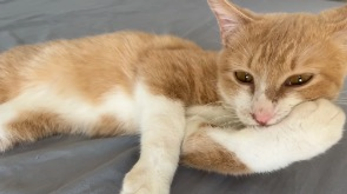 【定期診察４回目】