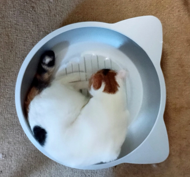 シェルターの夏本番準備