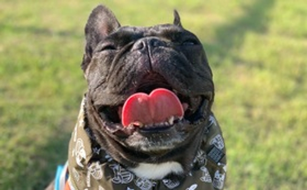 しゃちょうくんご支援2