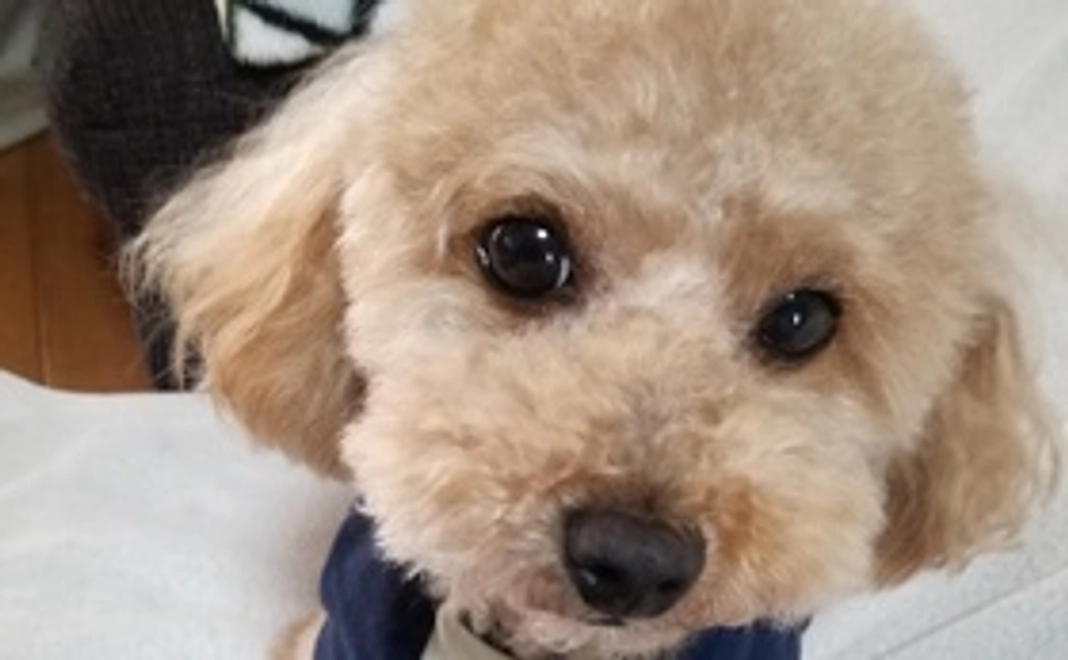 コロンを応援① 【僧帽弁閉鎖不全症】