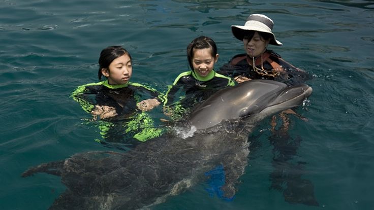 イルカのフラフで室戸を盛り上げイルカにふれあう機会つくりたい