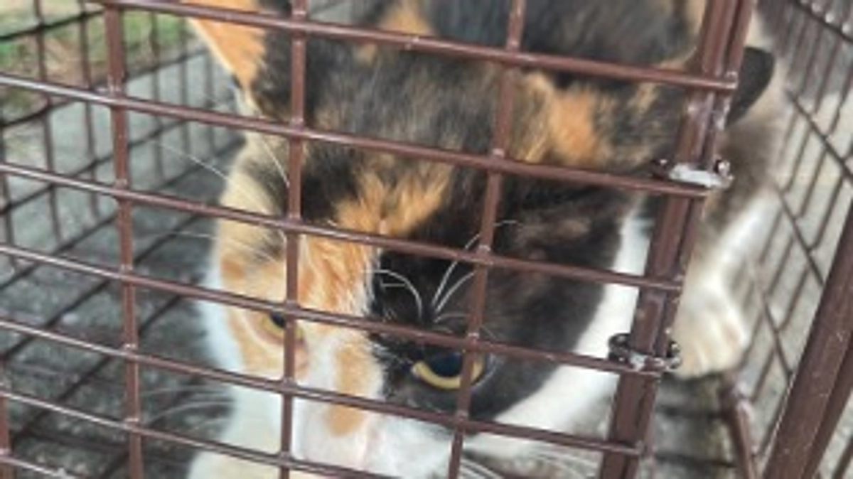 ようやく捕まえることができました。