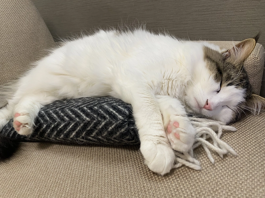 お礼と進捗、体重増加🐈