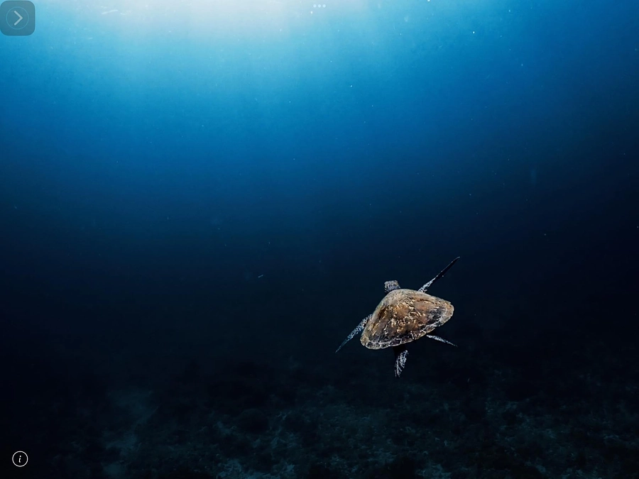 6月16日は、「世界ウミガメの日」