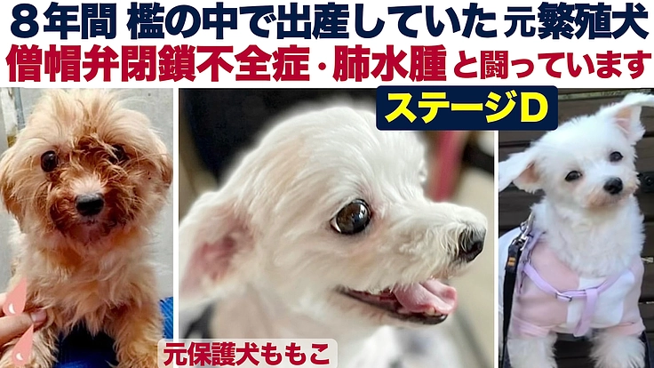 帝王切開をして繁殖を続けた元保護犬を助けたいです。僧帽弁閉鎖不全症