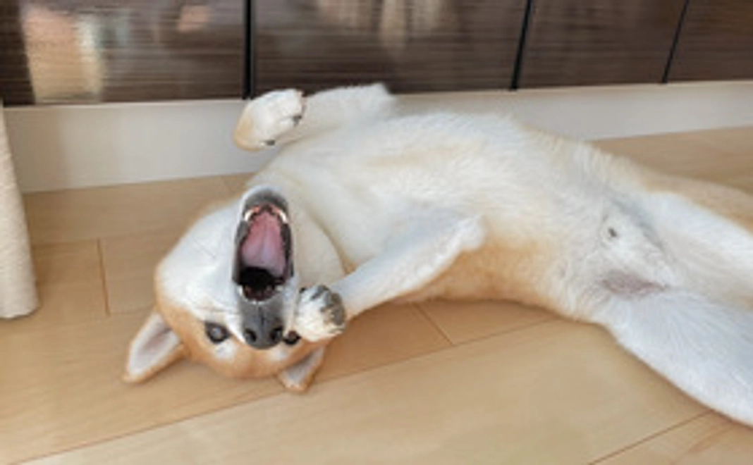 「ウィル」への支援金①